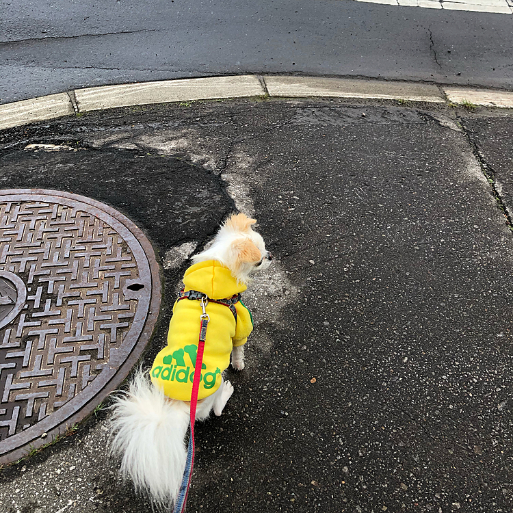 お利口さんに信号待ちしてます🚥🐾😊