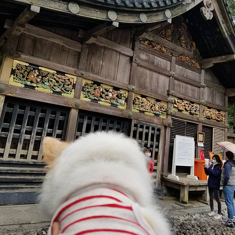 チワワママの投稿