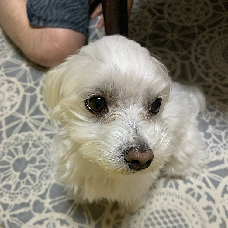 おすまし蘭丸。
明日は予防接種だよー。