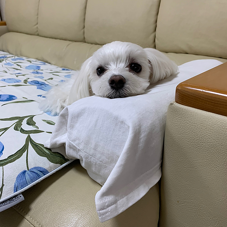いつものお気に入り😍
ここでまったりくつろぎ中🙂