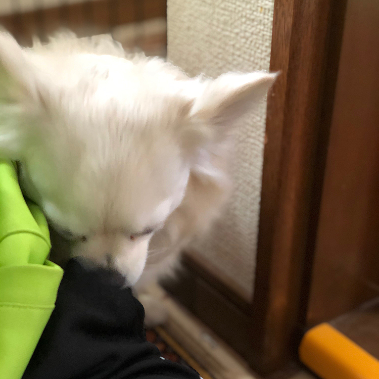 おはようございます☁️
小雪は今朝も元気いっぱいお散歩してきました🎵🐶
帰宅してから、抜き打ちの持ち物検査されました🤣