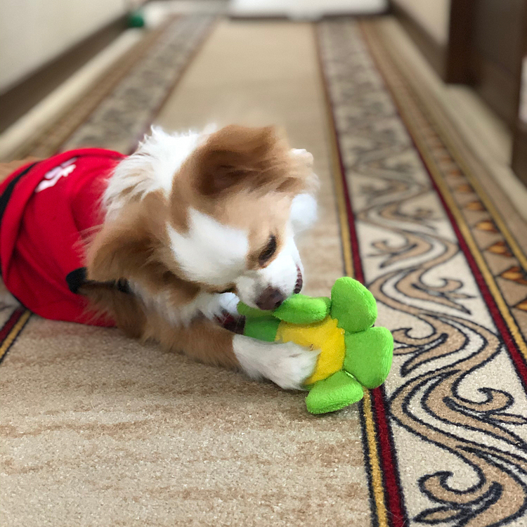 小春は相変わらずオモチャに夢中🎵🐶
そんなに楽しいオモチャなの❓
また買い足そうかしら🤔