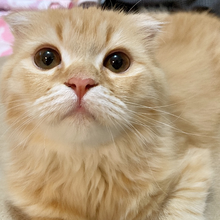 きなこ❤️
おはよう♪