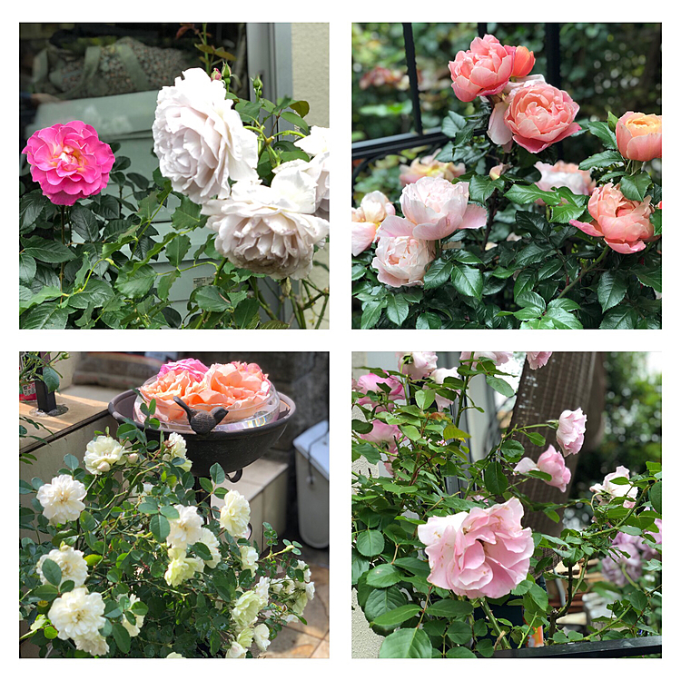 今日の薔薇コーナー🌹🎺🎺🎺🎺🌹
