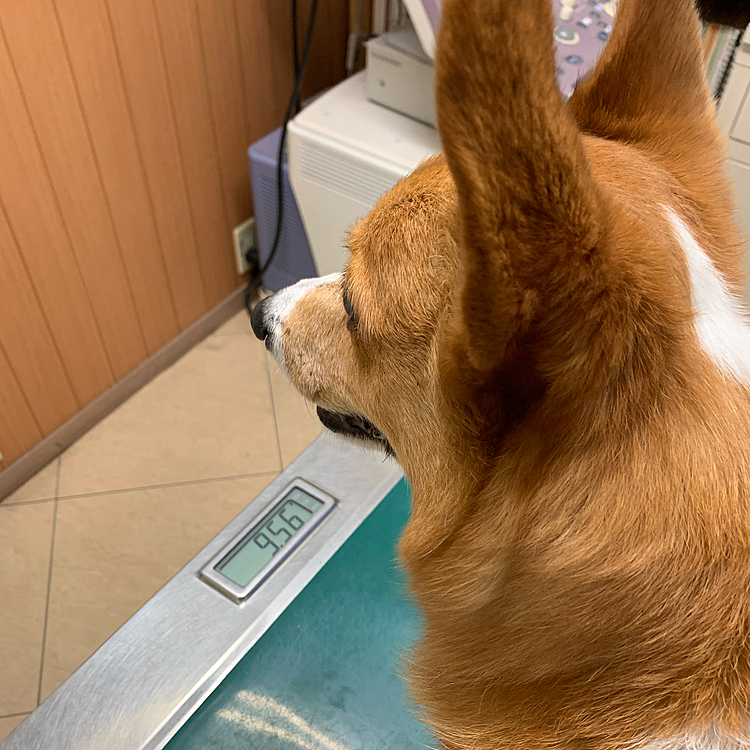 こんにちは😃
昨日は仕事から帰ってマーチを病院へ🏥
…といいますのも💧
