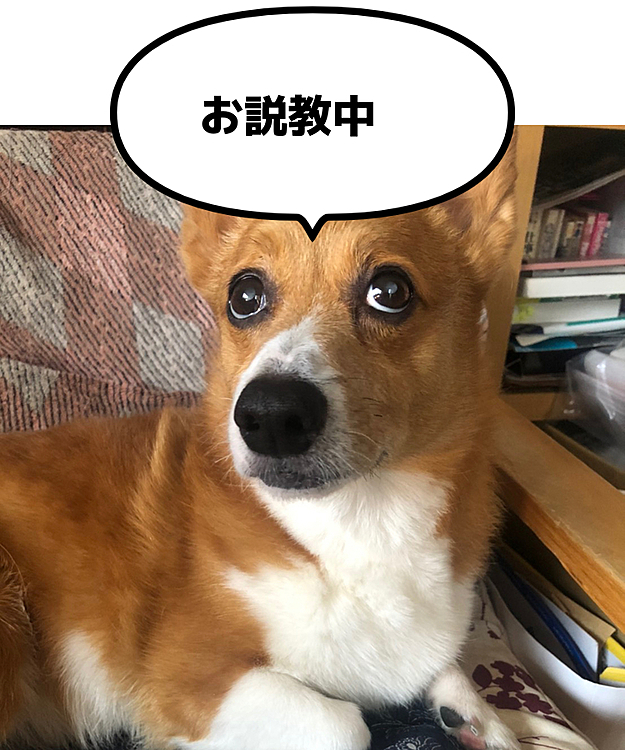 先生の予想通り、今朝の💩で無事出てきました😅
よかったけど、マーチさん💢💢💢
10歳にもなってまだしますか💢💢💢
トボけたお顔している場合じゃないんだよ〜😤
次回からは全部取ってから渡すことにします‼️あ〜よかった☺️