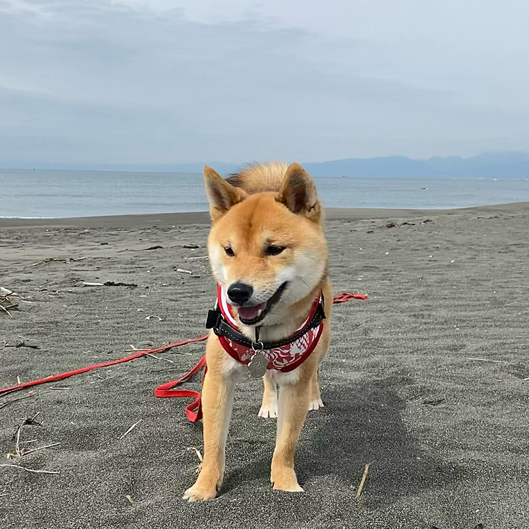 2021.05.12
朝、海でお散歩しました🐾
暑くもなく寒くもなく気持ちよかったです😊