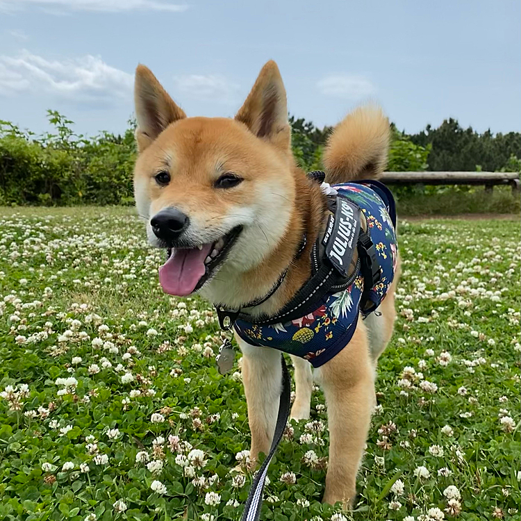 05.11
火曜日は広い公園へ😄

