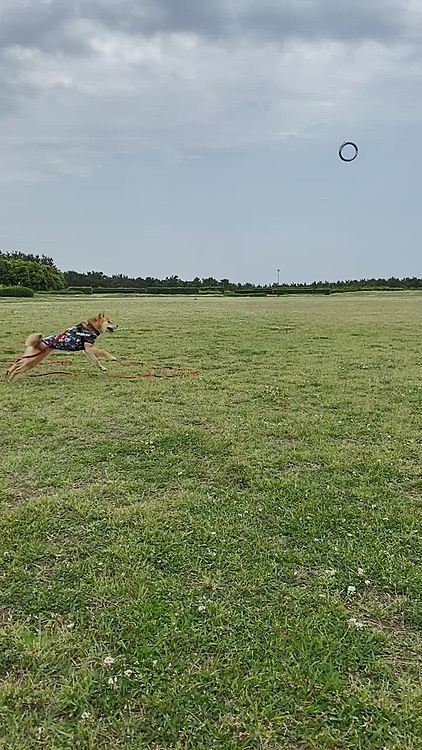 おやつ付きのプラーを持ってくる練習をしました😊
追いかけてくわえるだけで持ってきてくれません😅