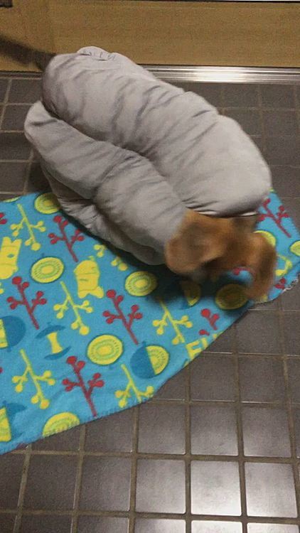 新しい筒状のヒンヤリ布団💛
すぐ穴が開きそう💦
