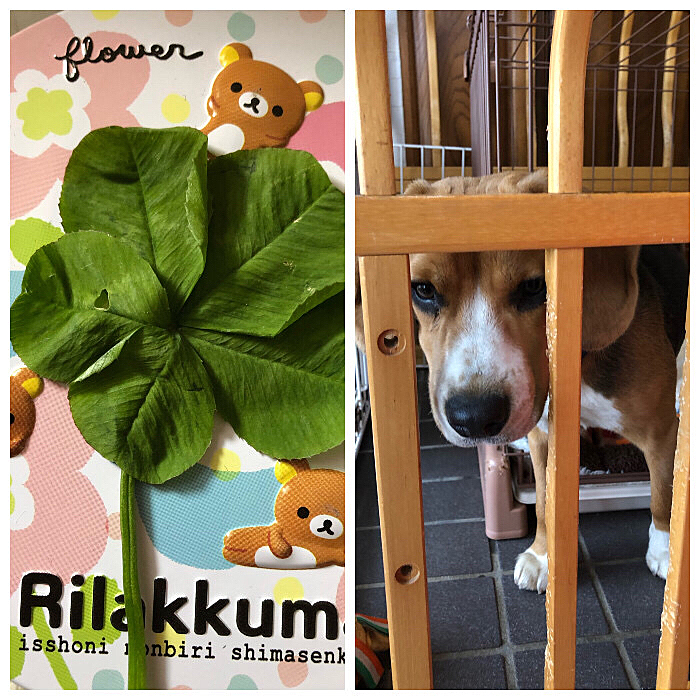 この前見つけた五つ葉のクローバー🍀💕
財運✨💴
✨🍀みんなにも届きますように🍀✨
