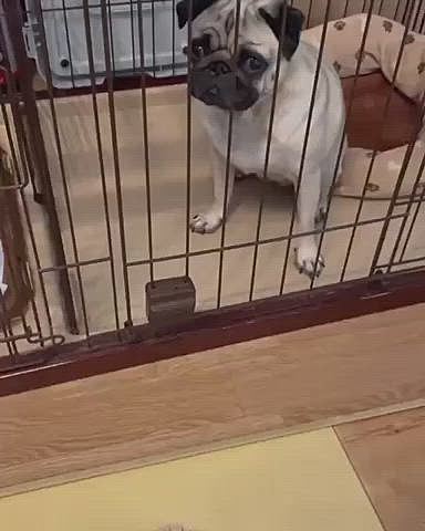ちょっとイジワルして、ゲージの扉を少ししか開けませんでした😆
そしたら、なぜか出てくるのが怖いみたい😂
動画が長かったので、所々2.5倍速にしてます🤣