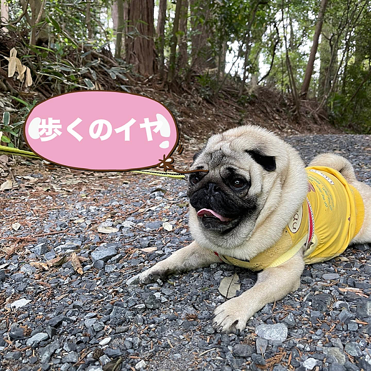 元気にお散歩してましたが、突然ガス欠💦