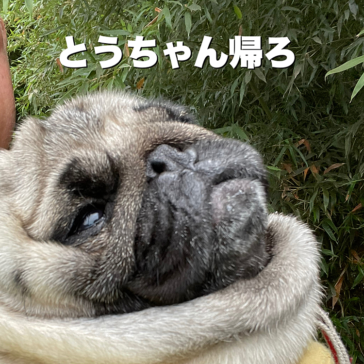 とうちゃん抱っこでの帰宅です🐶