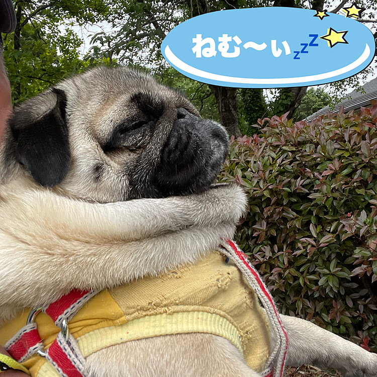 抱っこで歩き始めてすぐに爆睡💤