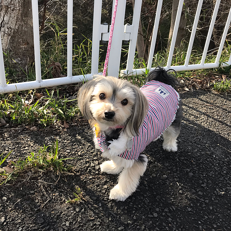 犬に遭遇しなければ、ご機嫌でお散歩のデイジー🌼