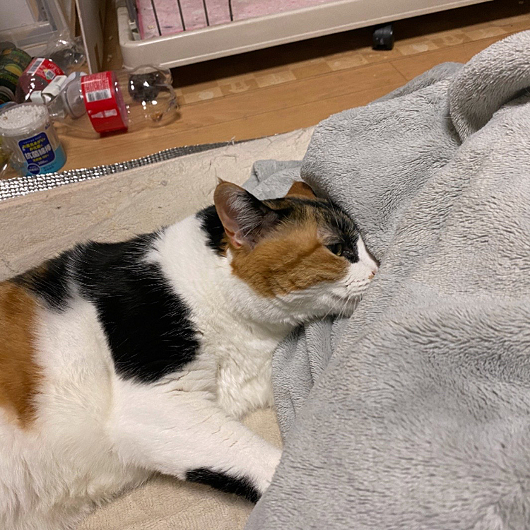 ふみふみ