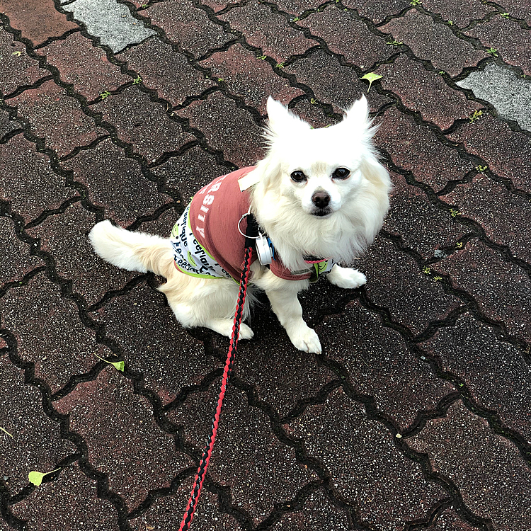おはようございます🌥
小雪は今朝も元気いっぱいお散歩してきました🎵🐶
地面は濡れてたけど、なんとか歩いてくれました😂
初めましての黒柴くんに会ったね💕