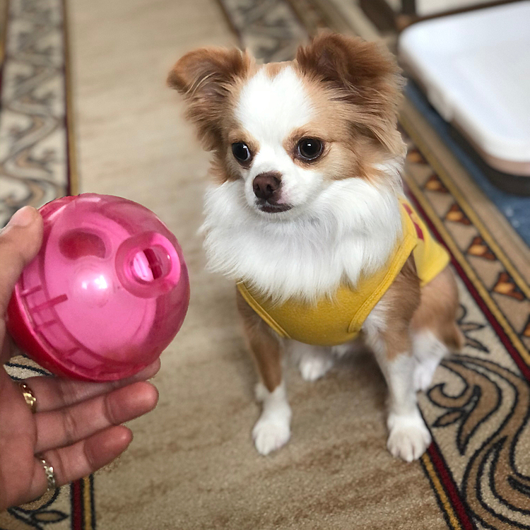 小春はこのオモチャで遊んだよ🎵🐶
用事する時はオヤツを入れて持たせておきます😂
食いしん坊やからオヤツ欲しさに一生懸命です🤣