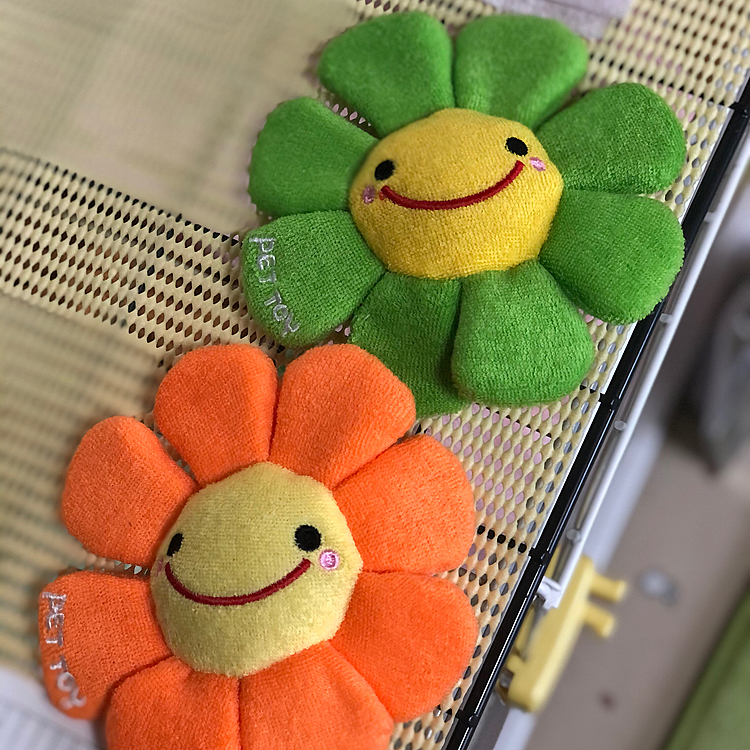 小雪＆小春がお気に入りのお花のオモチャ🌼
タグが付いてないので名前がわかりません💦
これをフリスビーみたいに投げて遊ぶのが我が家の流行りです👍😆🐶🐶