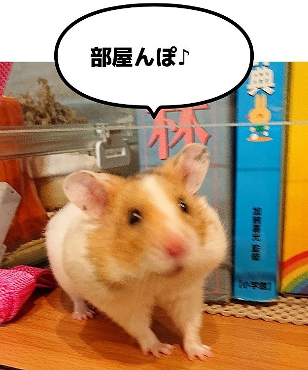 昨日のもっちゃんです🐹
ほお袋をしっかり使えるようになりました❗

部屋んぽに行けると分かって、ほお袋にエサを入れて準備してます♪
この後、別荘にエサを運んでました🏠️