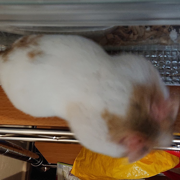 上から見たもっちゃん🐹
ほお袋がパンパン
