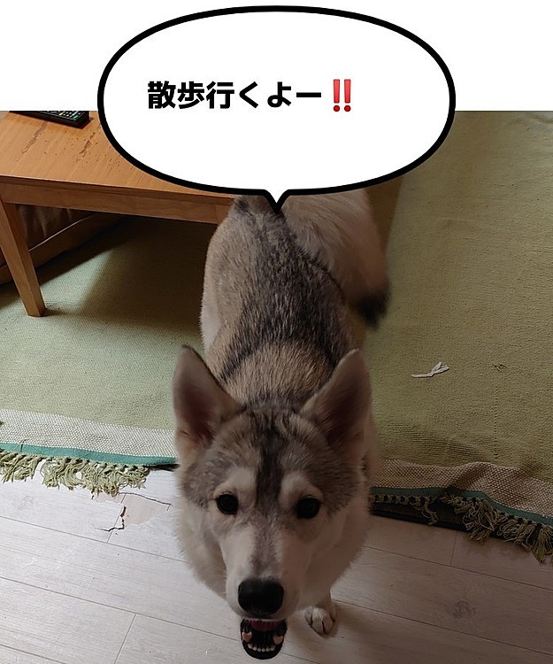 今日は愛犬の日、しかし生憎の雨。
でも朝の散歩を催促するReiであった。