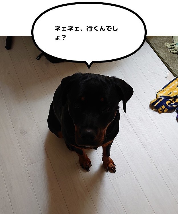 来た時は雨の日散歩は嫌々だったJillも、今では立派に催促します😅