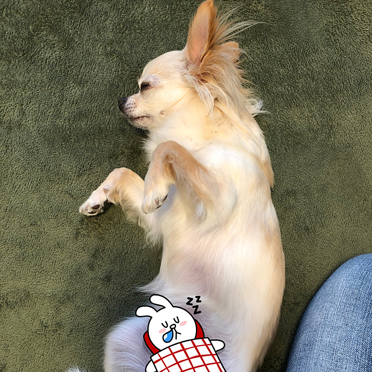 遊び疲れてちょっとひと休み🐶💤