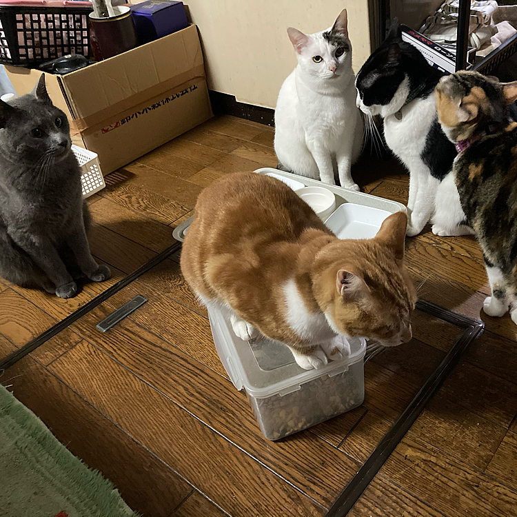 ゴハンの上に座り込むムギ(ｰ ｰ;)