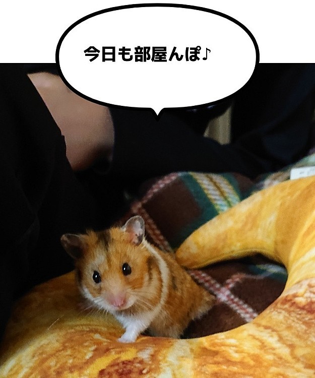 むーちゃんともっちゃんの部屋んぽは
大事な癒しの時間です🌈