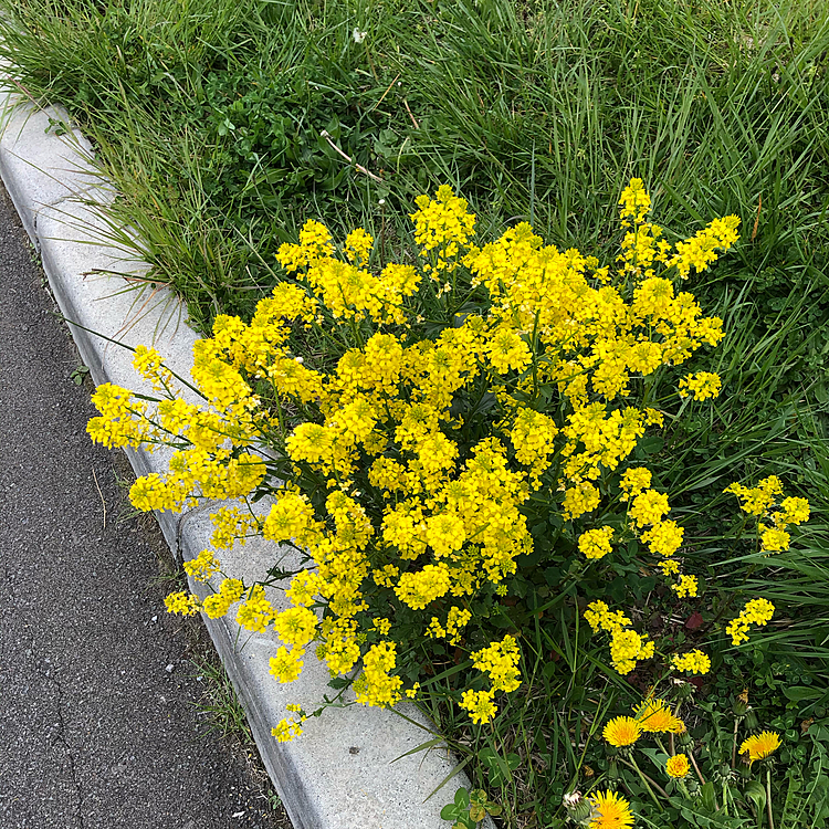 雑草に紛れて綺麗に咲いてました🌼
