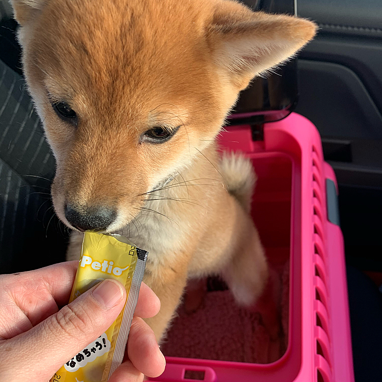 ご褒美にパピーもたべれるおやつあげました！
ちょまて！病院でとったはずの目ヤニが何故ついてる！！