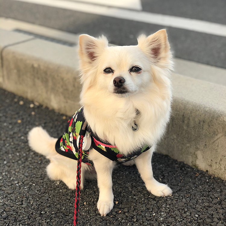 おはようございます☀️
朝から晴れると気持ちいいですね😆
小雪よ…
今日は暑くなるらしいから、お水しっかり飲もうね👍😊