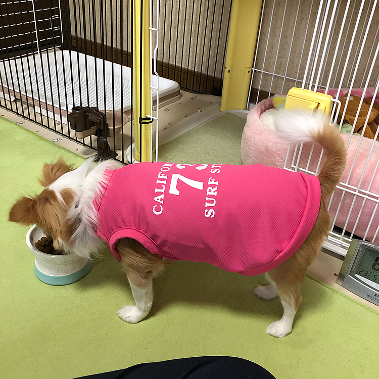 小春は朝ごはん🎵🐶
小春のお下がり(服)が着れちゃった🤣
ちょっと大きめやけど、まぁいっか🎵
小春もしっかり水分補給するんやで〜😆