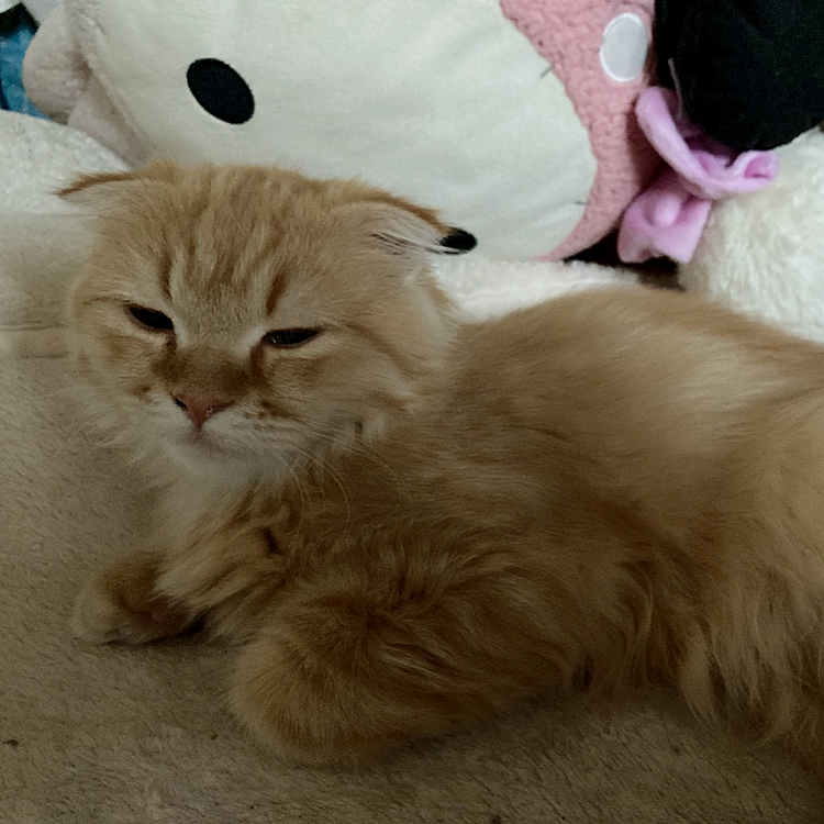 きなこ
起きたかな？
おはよう❤️(о´∀`о)