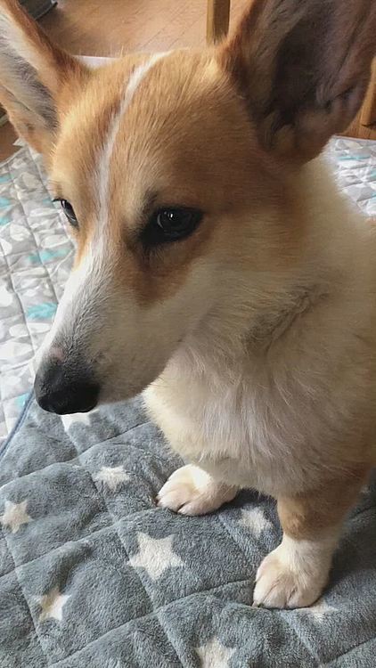 食べる時だけ勢いいーね🤣
朝からやる気のないまあるでしたー😍

今日のわんこ風🤣🤣🤣
休みだけど変哲のない日常を今日も過ごしたいと思います😋
ザ！ひきこもり💦💦💦💦
