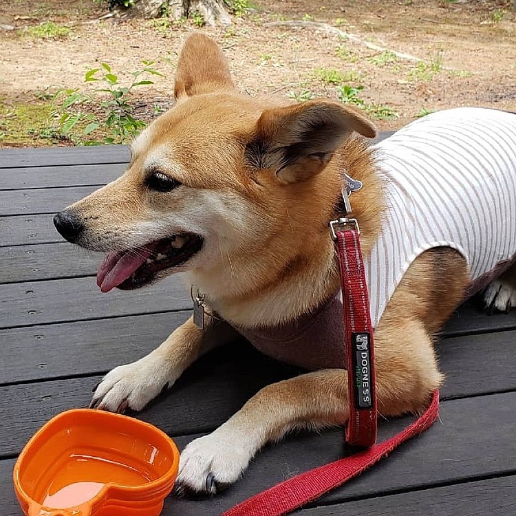 お水でいいもんっ(๑•́ ₃ •̀๑)