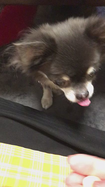 別の日😊
いつものオヤツタイム❣️
同じくボーロ😂
ここで問題❗️
最初のムービーと違う所があります🐶(２つ)
さて、何でしょう〜🤣🤣




