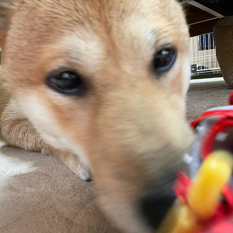 傘が大好きなまるです🦊