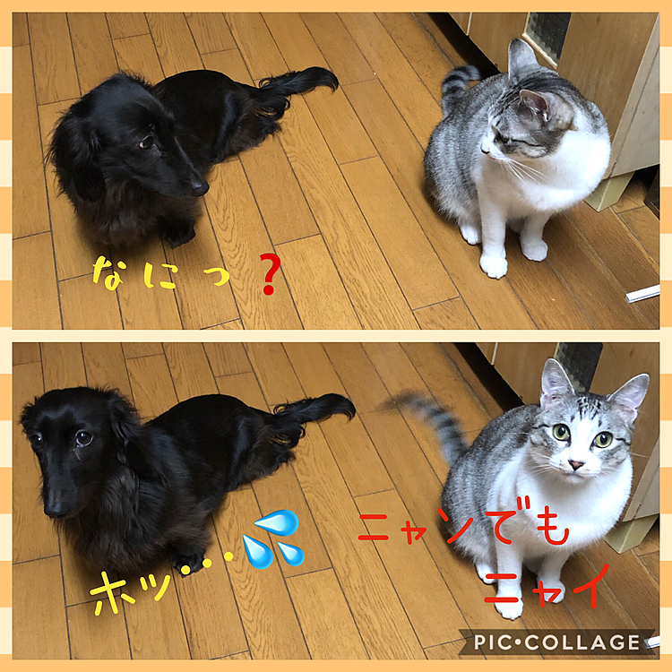 今日はタン🐱スルーしてくれたーっ😆‼️