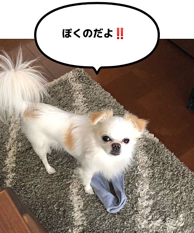 おうちに帰るとママの靴下を強奪‼️
靴下守ってました😆
ママのものはボクのもの‼️
ボクのものはボクのもの‼️
ジャイアンです🤣