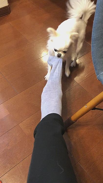 夜もまた靴下奪われました🧦🐕😆