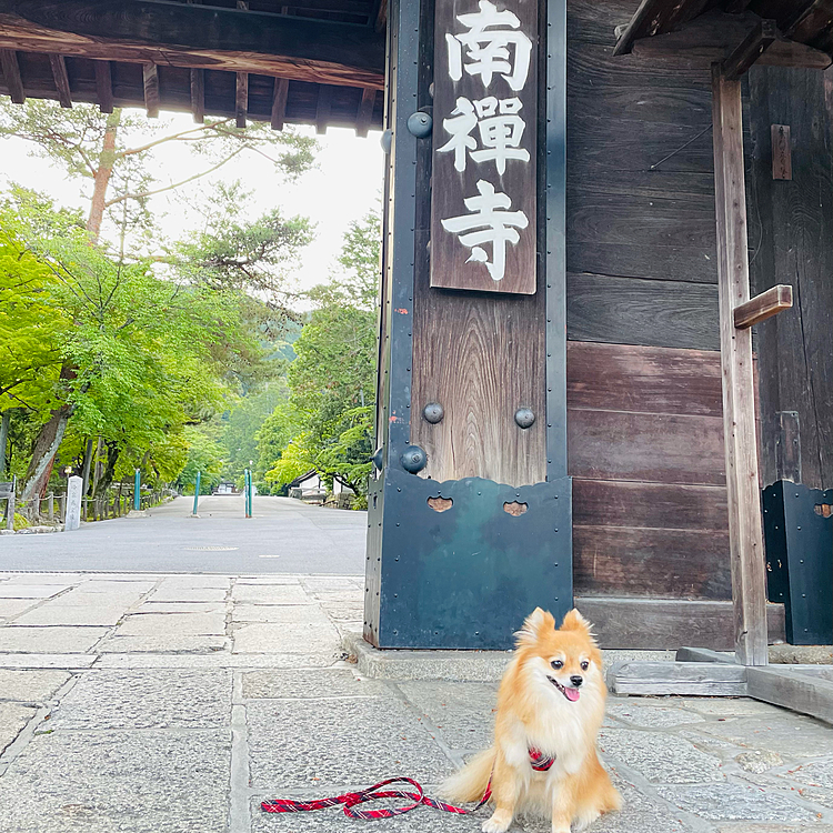 2021/5/15
凛の京都観光案内のコーナーです✨
（いつから始まったの🤣）
今朝は南禅寺へ行ってきました😊
早朝5時過ぎ位に到着。
さすがに人は少なく数人の方がお参りしていた程度です😆
思ったより近くて朝早かったので車もスイスイでした😊
曇り予報でしたが、晴れて良かったです☀️