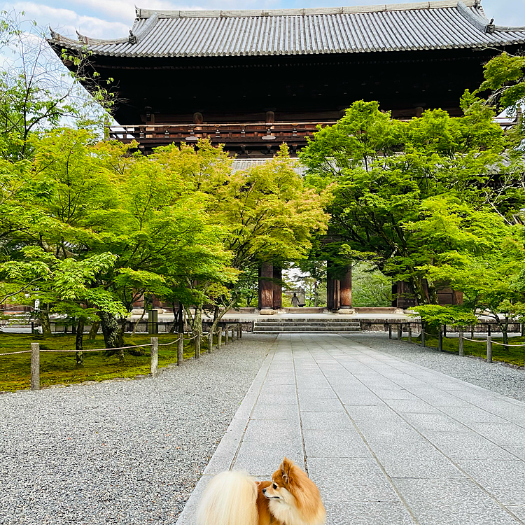 ここは三門。開いてる時間ならこの三門の上は入れます。🐶は残念ながら入れませんが💦
ここも青紅葉がとても鮮やかで綺麗でした✨