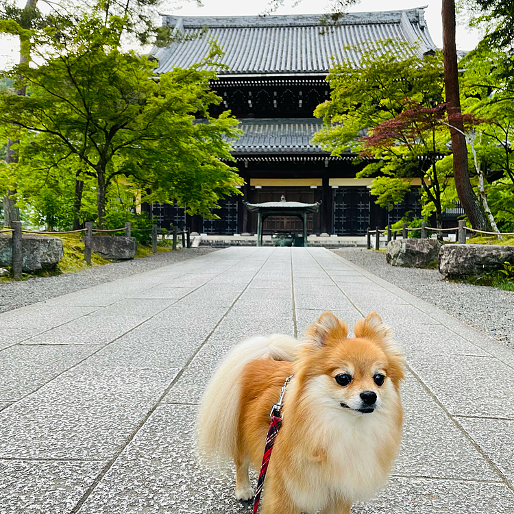 奥に見えるのは本堂です。
荘厳でした✨
凛は向こうが気になってるフリして、ソッポ向いてます🤣