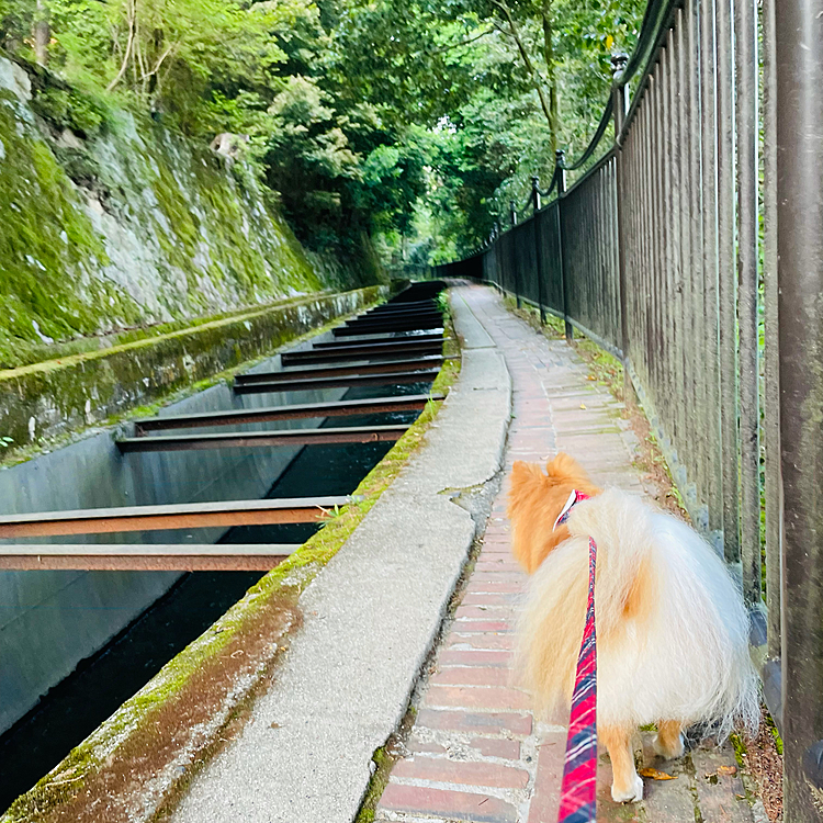 先程のレンガ作りの水路の上に来て歩けます😆