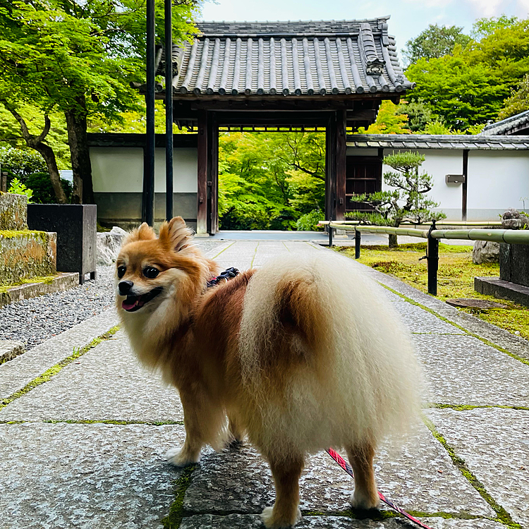 降りて出口に向かいます。
慣れない散歩道で匂いはクンクンするけど、ちょっと緊張気味かな😅