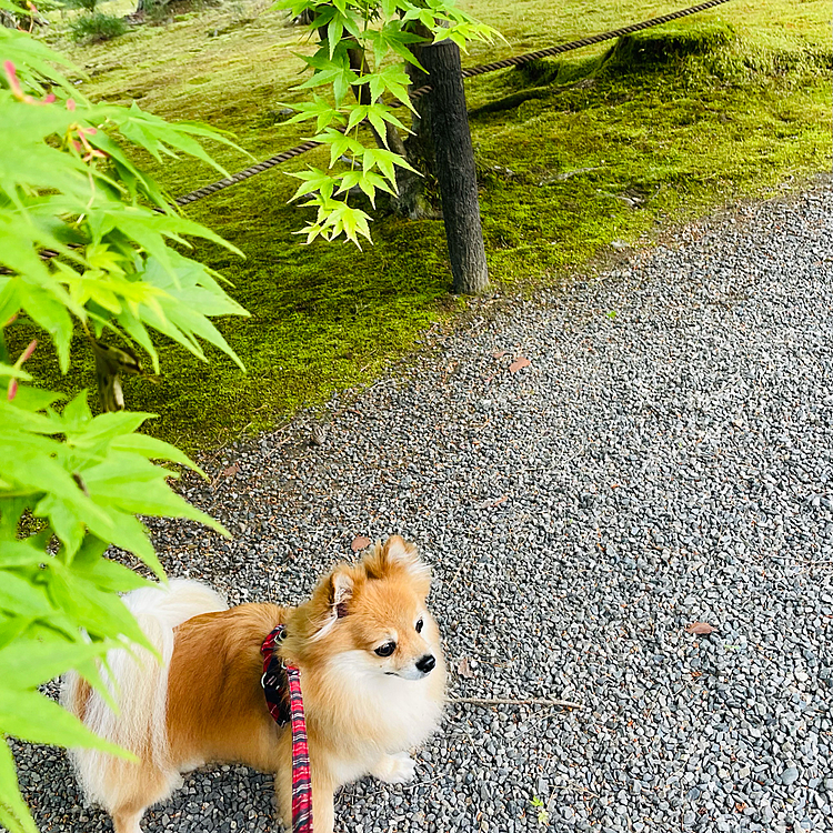 青紅葉と凛。
昨日の夜まで行こうか迷ってましたが、来て良かったです✨
思いの外近くて、朝早いと人も少なくて気持ち良かったです🥰
でも、もう暑くなってきて次の観光案内は秋かな😅
また、🐶連れで入れる観光地のご案内ができたら。と思います😊