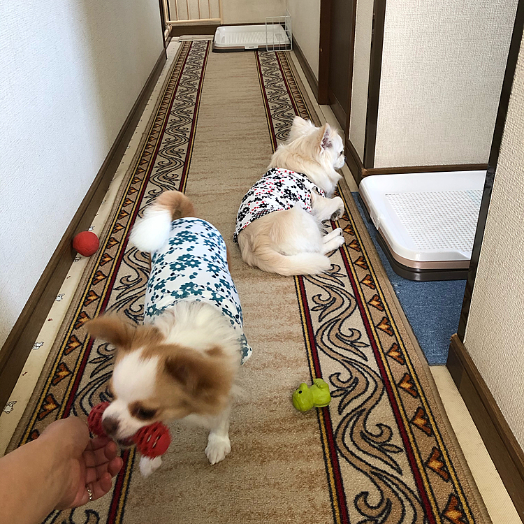 おはようございます😄
小雪＆小春は朝から元気いっぱいです🐶🐶

小雪はお散歩でたくさんお友達に会えたね💕
モーニング食べたら眠くなったのかな❓😊
